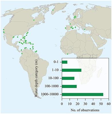 Export from <mark class="highlighted">Seagrass Meadows</mark> Contributes to Marine Carbon Sequestration